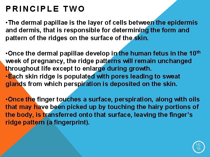 PRINCIPLE TWO • The dermal papillae is the layer of cells between the epidermis