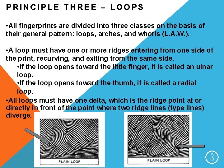 PRINCIPLE THREE – LOOPS • All fingerprints are divided into three classes on the