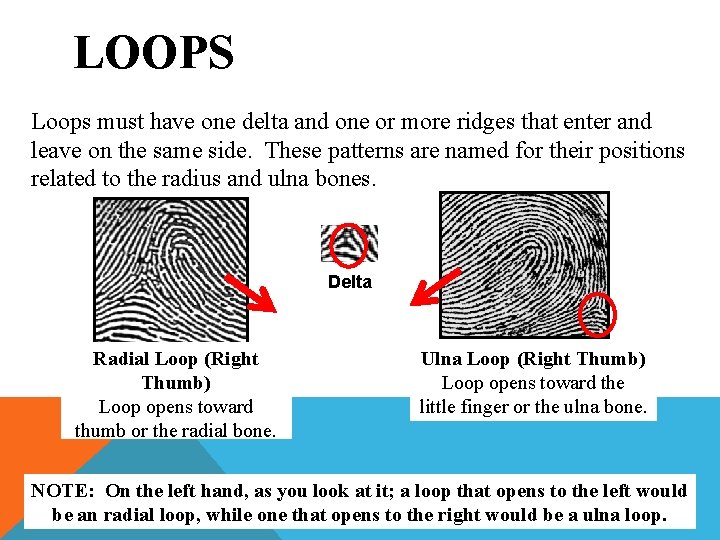 LOOPS Loops must have one delta and one or more ridges that enter and