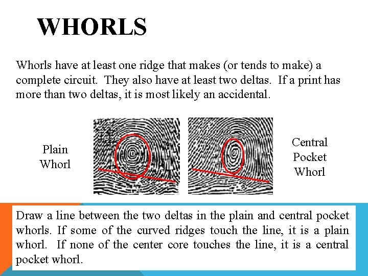 WHORLS Whorls have at least one ridge that makes (or tends to make) a