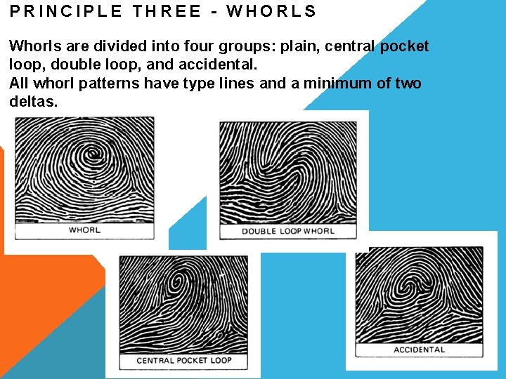 PRINCIPLE THREE - WHORLS Whorls are divided into four groups: plain, central pocket loop,