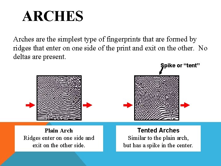 ARCHES Arches are the simplest type of fingerprints that are formed by ridges that