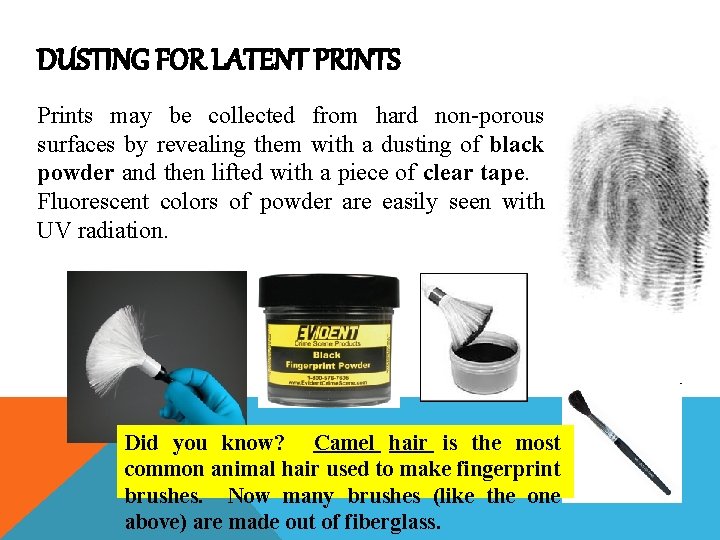 DUSTING FOR LATENT PRINTS Prints may be collected from hard non-porous surfaces by revealing