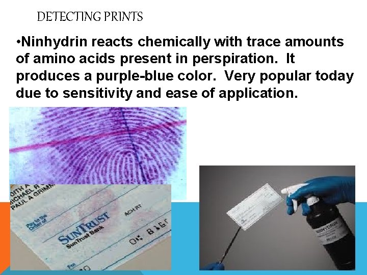 DETECTING PRINTS • Ninhydrin reacts chemically with trace amounts of amino acids present in