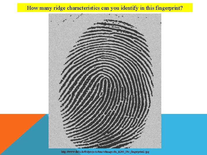 How many ridge characteristics can you identify in this fingerprint? http: //www. dkfz. de/tbi/projects/bmcv/images/iu_it