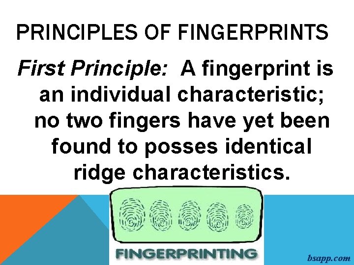 PRINCIPLES OF FINGERPRINTS First Principle: A fingerprint is an individual characteristic; no two fingers