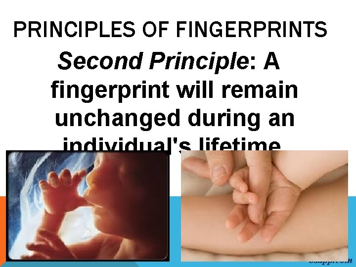 PRINCIPLES OF FINGERPRINTS Second Principle: A fingerprint will remain unchanged during an individual's lifetime.