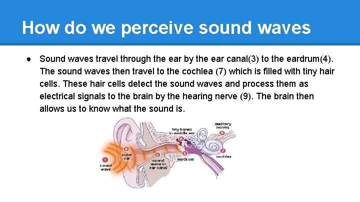 How do we perceive sound waves ● Sound waves travel through the ear by