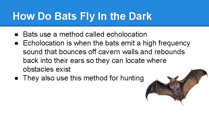 How Do Bats Fly In the Dark ● Bats use a method called echolocation