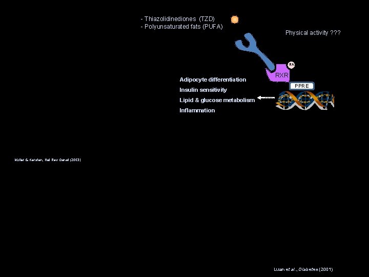 - Thiazolidinediones (TZD) - Polyunsaturated fats (PUFA) Physical activity ? ? ? PPAR γ