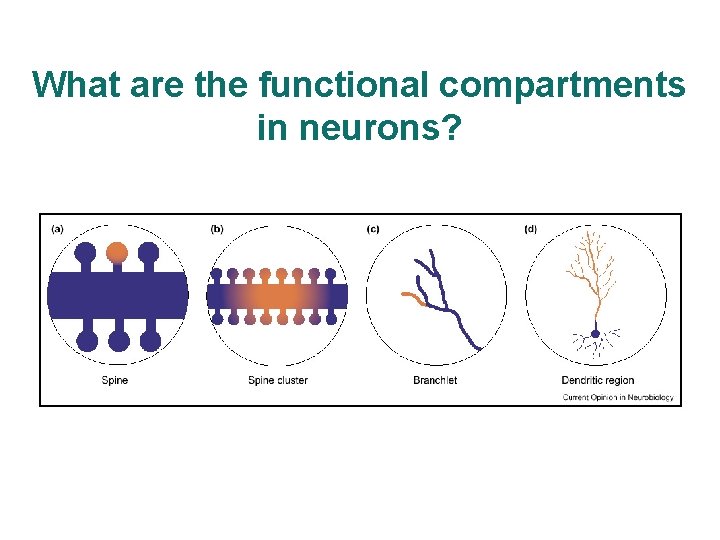 What are the functional compartments in neurons? 