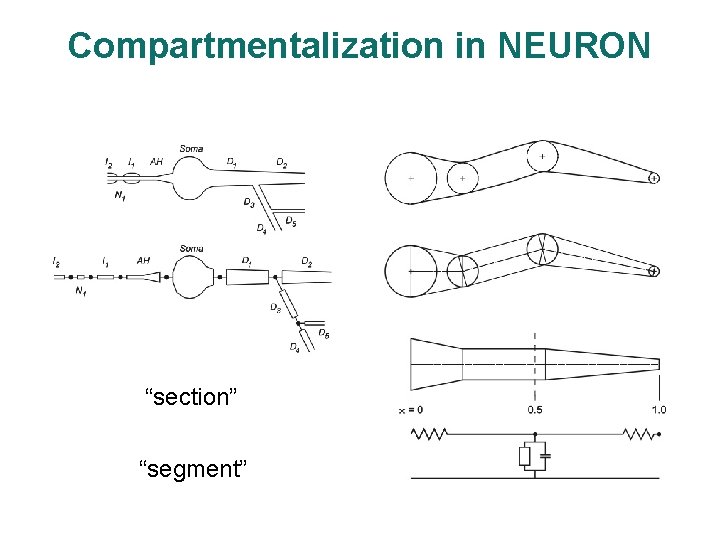 Compartmentalization in NEURON “section” “segment” 