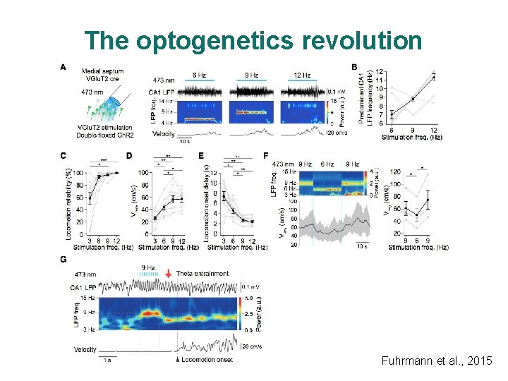 The optogenetics revolution Fuhrmann et al. , 2015 