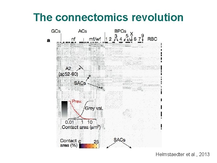 The connectomics revolution Helmstaedter et al. , 2013 