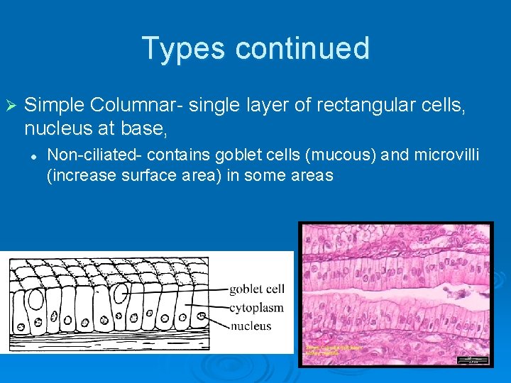 Types continued Ø Simple Columnar- single layer of rectangular cells, nucleus at base, l