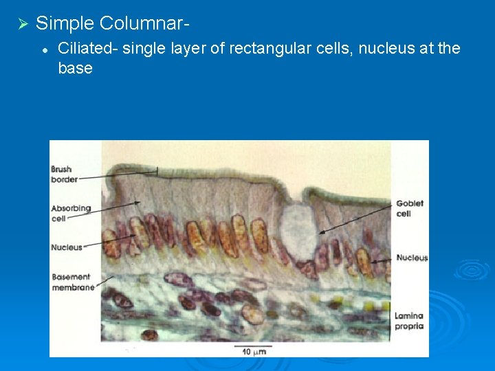 Ø Simple Columnarl Ciliated- single layer of rectangular cells, nucleus at the base 