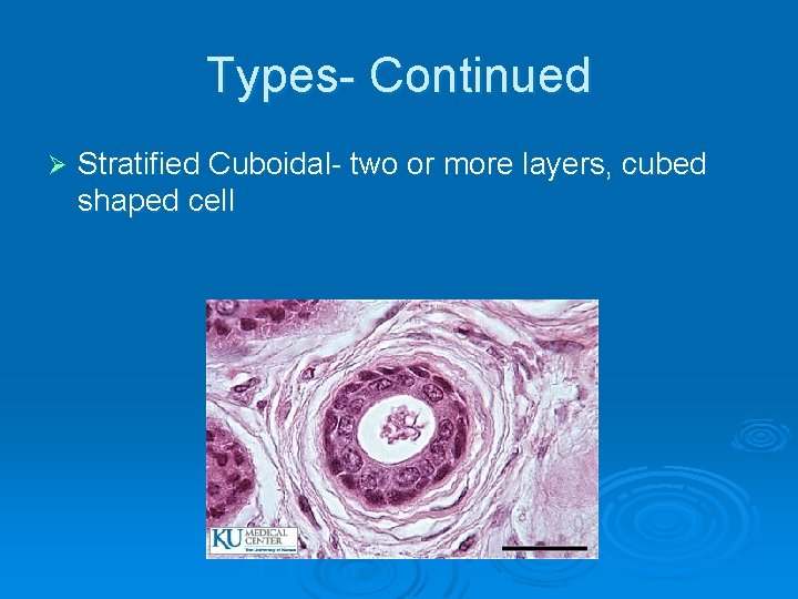 Types- Continued Ø Stratified Cuboidal- two or more layers, cubed shaped cell 