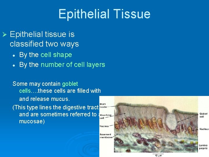 Epithelial Tissue Ø Epithelial tissue is classified two ways l l By the cell