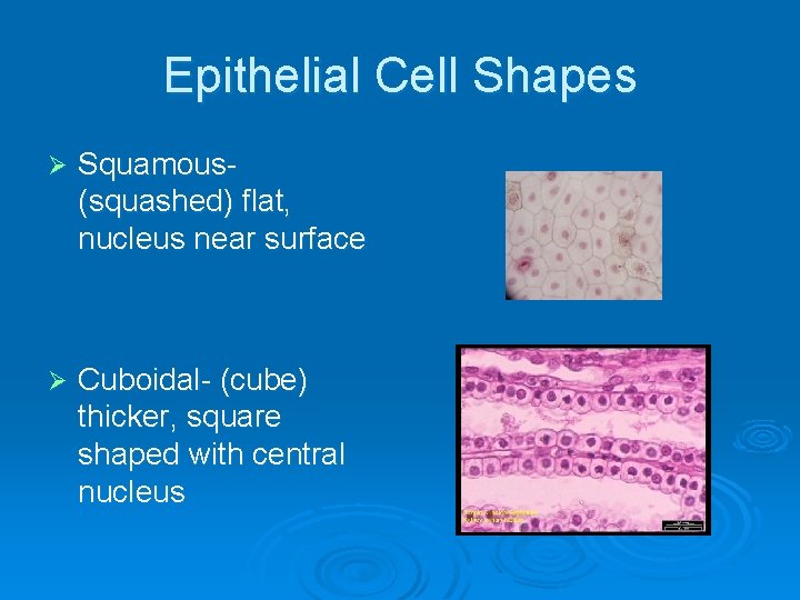 Epithelial Cell Shapes Ø Squamous(squashed) flat, nucleus near surface Ø Cuboidal- (cube) thicker, square