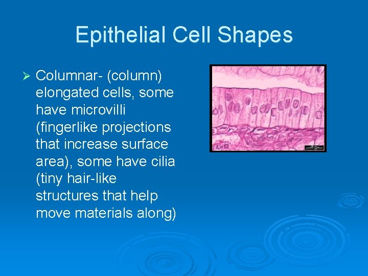 Epithelial Cell Shapes Ø Columnar- (column) elongated cells, some have microvilli (fingerlike projections that