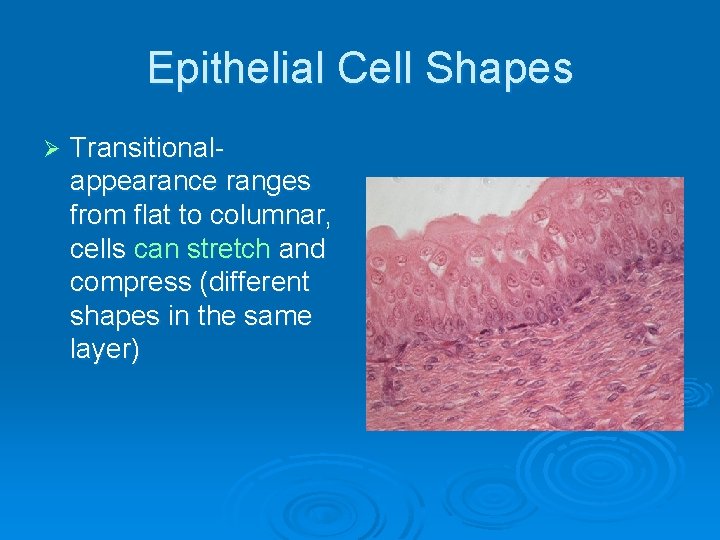Epithelial Cell Shapes Ø Transitionalappearance ranges from flat to columnar, cells can stretch and