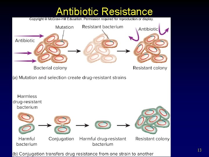 Antibiotic Resistance 13 