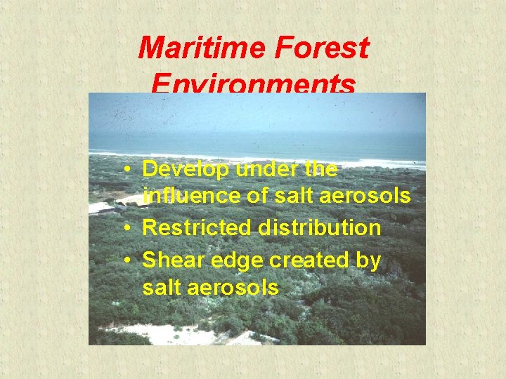 Maritime Forest Environments • Develop under the influence of salt aerosols • Restricted distribution