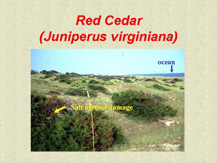 Red Cedar (Juniperus virginiana) ocean Salt aerosol damage 