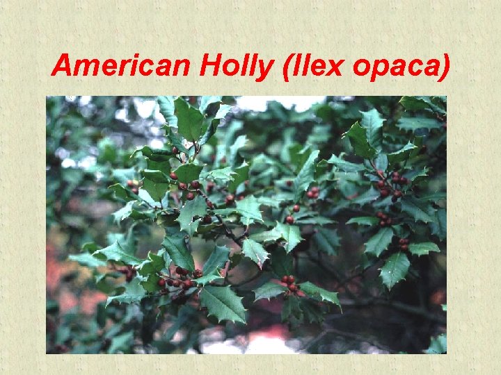 American Holly (Ilex opaca) 