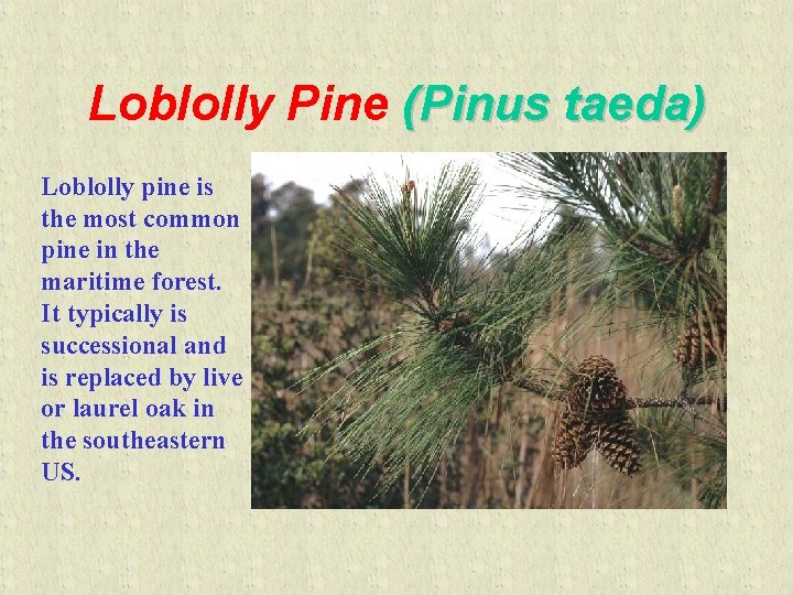 Loblolly Pine (Pinus taeda) Loblolly pine is the most common pine in the maritime
