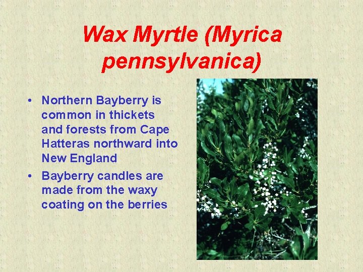 Wax Myrtle (Myrica pennsylvanica) • Northern Bayberry is common in thickets and forests from