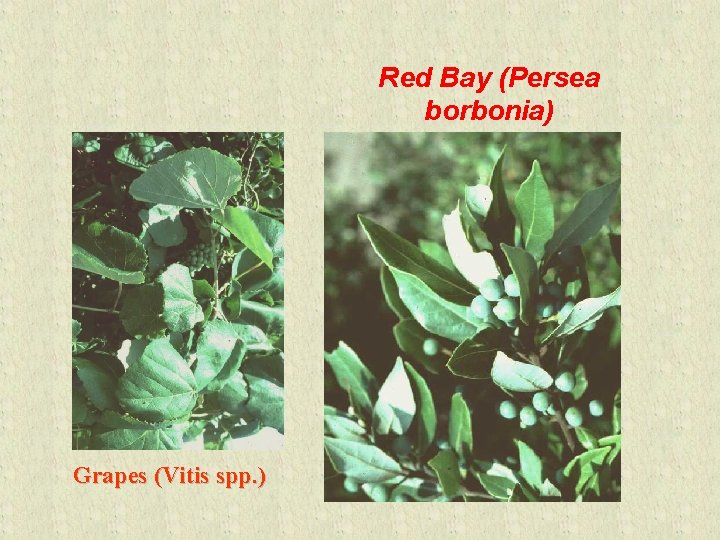 Red Bay (Persea borbonia) Grapes (Vitis spp. ) 