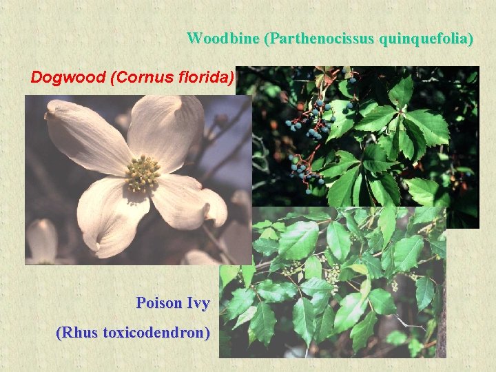 Woodbine (Parthenocissus quinquefolia) Dogwood (Cornus florida) Poison Ivy (Rhus toxicodendron) 