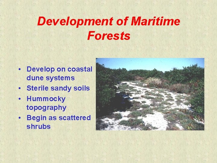 Development of Maritime Forests • Develop on coastal dune systems • Sterile sandy soils