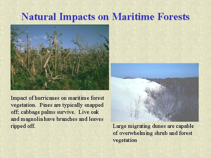 Natural Impacts on Maritime Forests Impact of hurricanes on maritime forest vegetation. Pines are