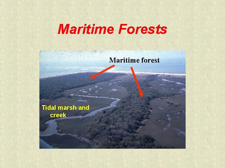 Maritime Forests Maritime forest Tidal marsh and creek 