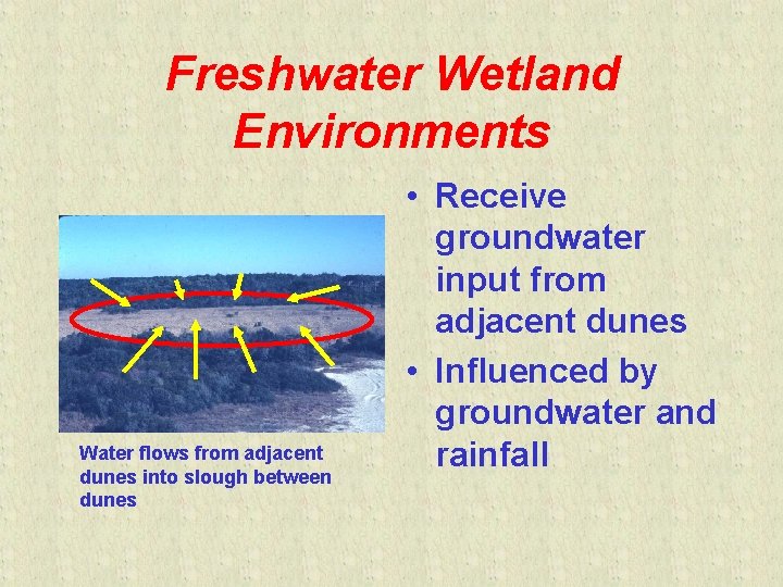 Freshwater Wetland Environments Water flows from adjacent dunes into slough between dunes • Receive