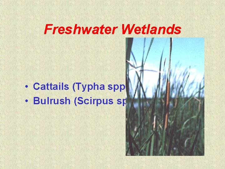 Freshwater Wetlands • Cattails (Typha spp. ) • Bulrush (Scirpus spp. ) 