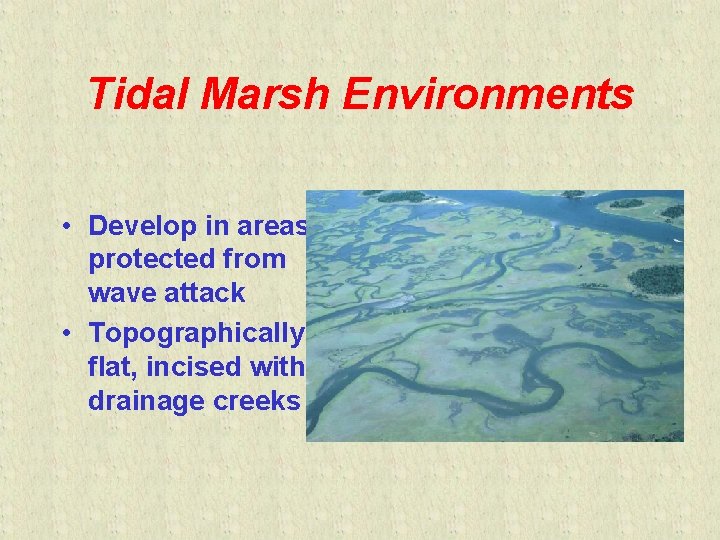 Tidal Marsh Environments • Develop in areas protected from wave attack • Topographically flat,