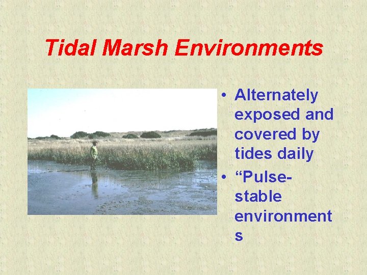 Tidal Marsh Environments • Alternately exposed and covered by tides daily • “Pulsestable environment