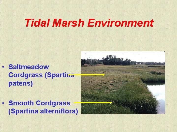 Tidal Marsh Environment • Saltmeadow Cordgrass (Spartina patens) • Smooth Cordgrass (Spartina alterniflora) 