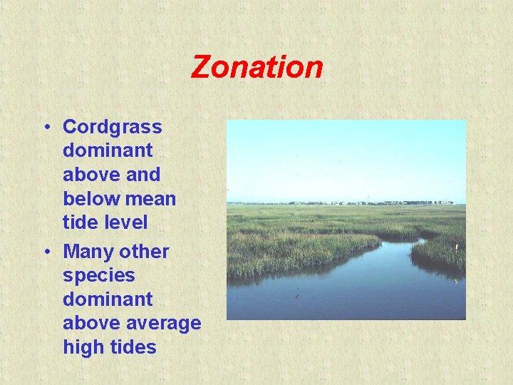 Zonation • Cordgrass dominant above and below mean tide level • Many other species