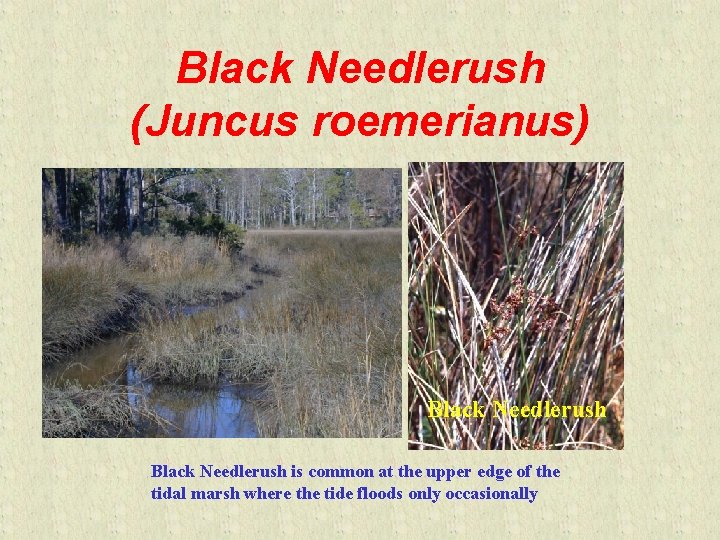 Black Needlerush (Juncus roemerianus) Black Needlerush is common at the upper edge of the