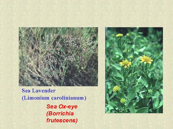 Sea Lavender (Limonium carolinianum) Sea Ox-eye (Borrichia frutescens) 