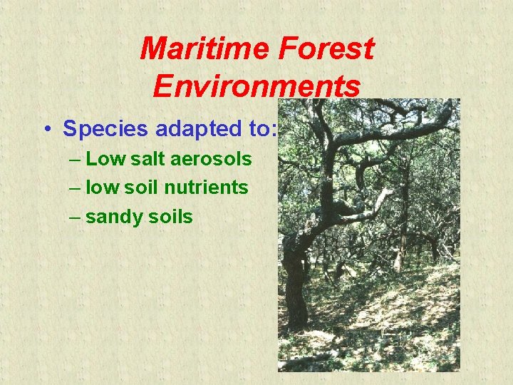 Maritime Forest Environments • Species adapted to: – Low salt aerosols – low soil