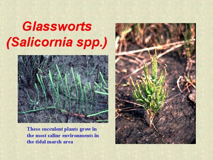 Glassworts (Salicornia spp. ) These succulent plants grow in the most salinr environments in