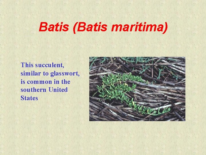 Batis (Batis maritima) This succulent, similar to glasswort, is common in the southern United