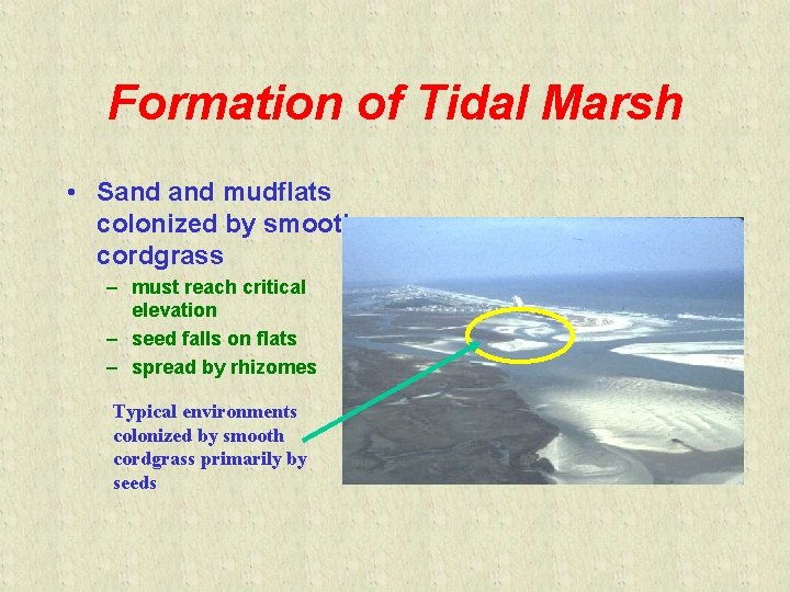 Formation of Tidal Marsh • Sand mudflats colonized by smooth cordgrass – must reach