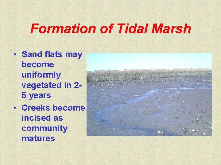 Formation of Tidal Marsh • Sand flats may become uniformly vegetated in 25 years