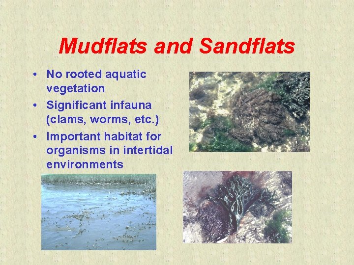 Mudflats and Sandflats • No rooted aquatic vegetation • Significant infauna (clams, worms, etc.